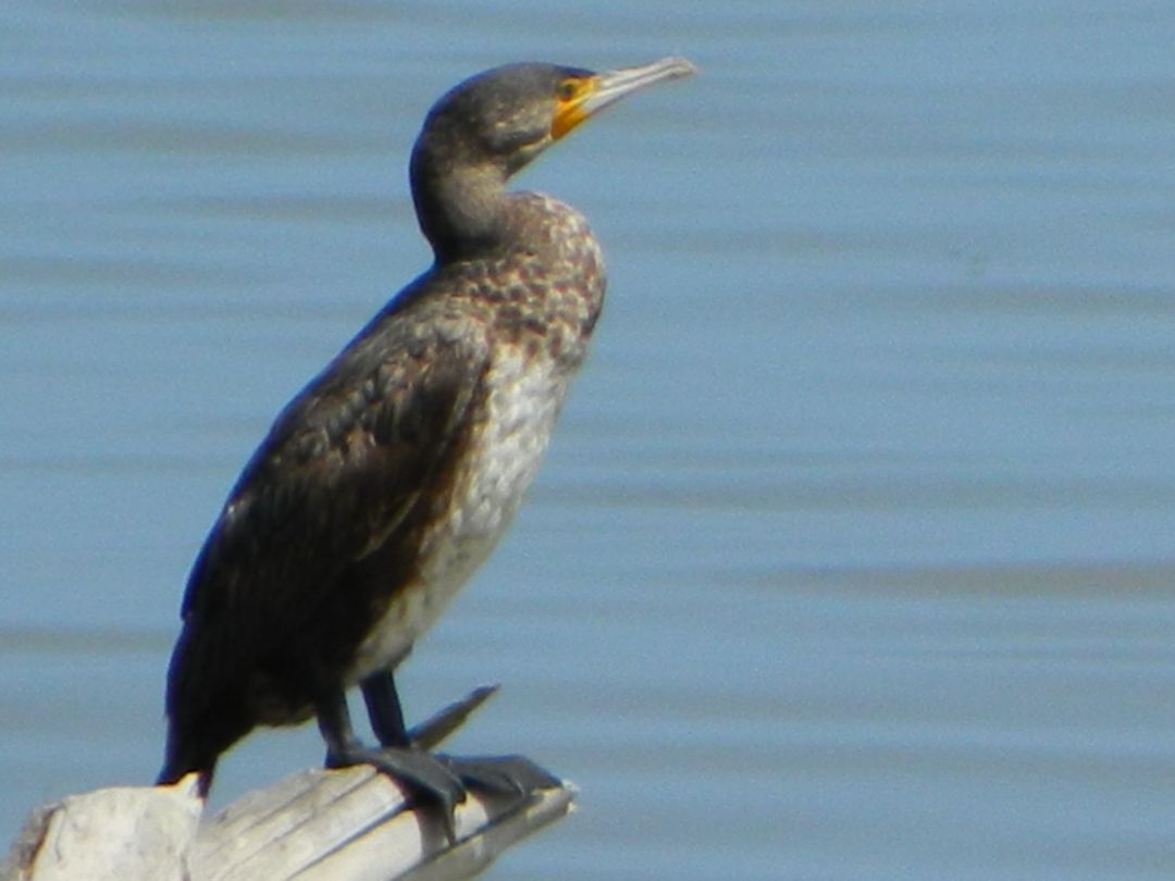 Sesso cormorano